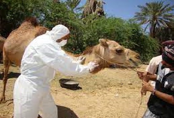 Camel Flu Threat