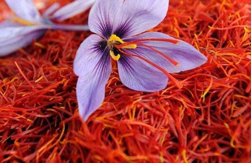 Saffron Cultivation: कश्मीर में नहीं जनाब झारखंड में लहलहा रही केसर की खेती.. लाल सोना से चमक रही है महिलाओं की किस्मत