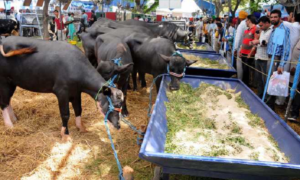 Animal Exhibition Mahendragarh