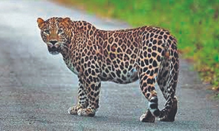Leopard in Hisar