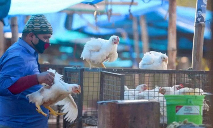 Rise Chicken Prices: पाकिस्तानियों पर भारी पड़ा ईद का त्योहार, 1400 रुपये में चिकन, 850 रुपये तक गोश्त, जानें क्यों बढ़ गए दाम