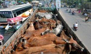 Cow Smugglers
