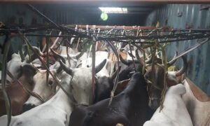 Cattle Smuggling