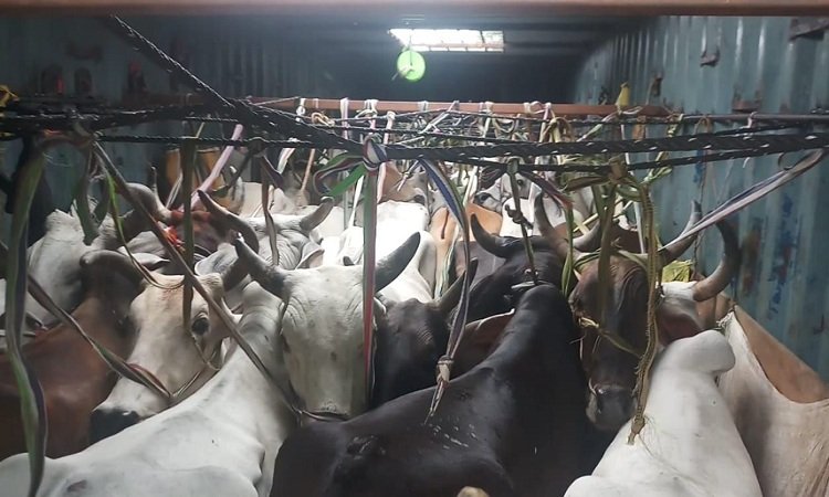 Cattle Smuggling: पशु तस्करी रैकेट का पर्दाफाश, 45 मवेशियों से भरा 1 कंटेनर और 2 पिकअप जब्त