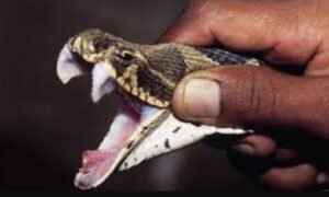 Bitten By Poisonous Snake Death