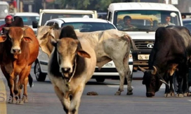 Cow Smugglers Arrested
